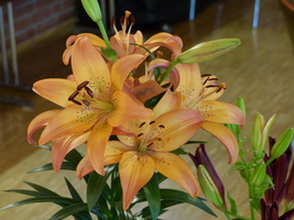 Foto: Dr. Peter Müller